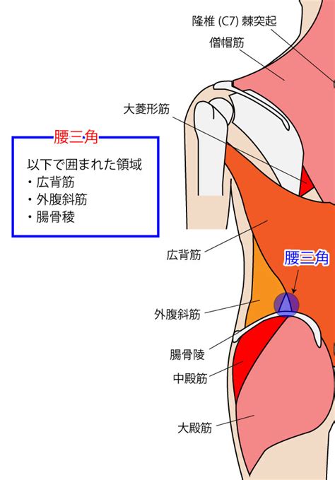 腰三角 構成|ベルマジャンディの法則